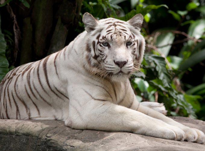 Wallpaper white tiger, nature, wild, animals, Animals 4122615248